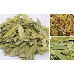 Lá Phan Tả Diệp 100g (10gx10) - Thải độc gan - xổ táo bón tốt