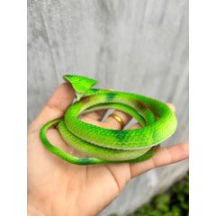 Rắn nhựa giả 75cm - Đồ chơi nhựa giả