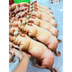Thú nhồi bông hình heo (lợn), cún và mèo