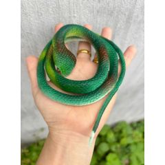 Rắn nhựa giả 75cm - Đồ chơi nhựa giả