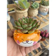 Chậu sen đá (có chậu sứ và có sen) hình mèo vàng dễ thương