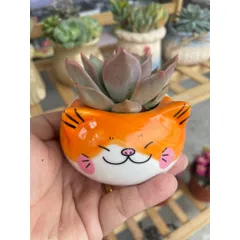 Chậu sen đá (có chậu sứ và có sen) hình mèo vàng dễ thương
