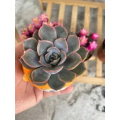 Chậu sen đá (có chậu sứ và có sen) hình mèo vàng dễ thương