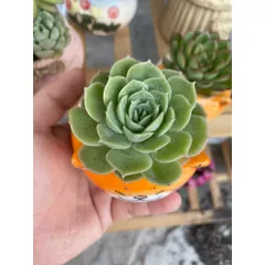 Chậu sen đá (có chậu sứ và có sen) hình mèo vàng dễ thương