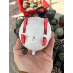 Đồ chơi nhựa heo chạy pin cực dễ thương