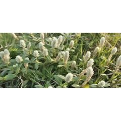 Cây Nở Ngày Đất Tươi 1kg.Khách đặt mới hái.
