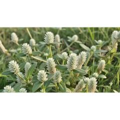 Cây Nở Ngày Đất Tươi 1kg.Khách đặt mới hái.