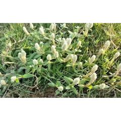 Cây Nở Ngày Tươi 1kg .Nhiều công dụng trong Đông y.