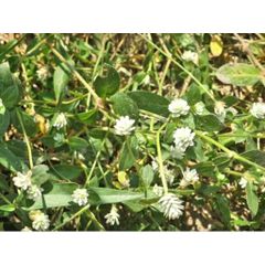 Cây Nở Ngày Tươi 1kg .Nhiều công dụng trong Đông y.