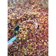 Ngô Nếp Tím Rang Củi Đặc Sản Điện Biên Túi 300g - Ngô Sóc Mắm Cay Giòn Rụm Bùi Béo Đồ Ăn Vặt Gói Lớn Siêu Hời