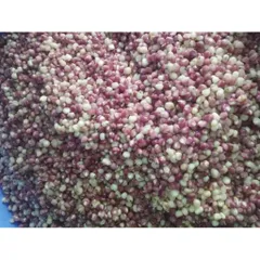 Ngô Nếp Tím Rang Củi Đặc Sản Điện Biên Túi 300g - Ngô Sóc Mắm Cay Giòn Rụm Bùi Béo Đồ Ăn Vặt Gói Lớn Siêu Hời