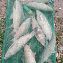 CỬU VỊ HƯƠNG CHUYÊN TRẮM CỎ, CHÉP