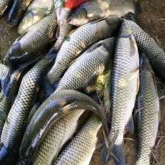 Bộ Hương Liệu Câu Trắm Trắng TN