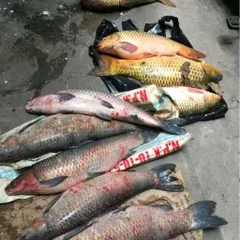 THÍNH TRẮM ĐEN NỮ NHI HỒNG