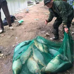 CHÉP MỘT CHAI QUẾ HOA TỬU