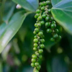 1000g Tiêu Rang Macpepper Dùng Cho Gia Đình. 100% Đảm bảo sạch, không thuốc trừ sâu.