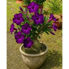 Hạt giống hoa sứ kép Thái Lan màu tím bóng đêm - Bịch 10 hạt – Mã số 2006