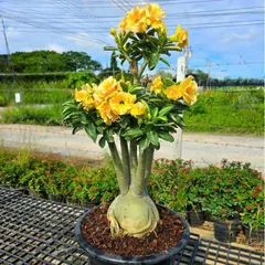 Hạt giống hoa sứ kép Thái Lan - Bịch 10 hạt – Mã số 2049