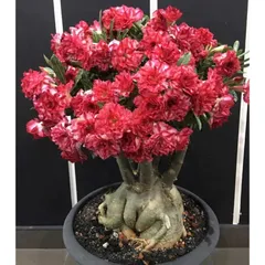 Hạt giống hoa sứ kép Thái Lan - Bịch 10 hạt – Mã số 2013 790159