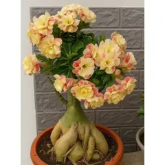 Hạt giống hoa sứ kép Thái Lan - Bịch 10 hạt – Mã số 2012 790163