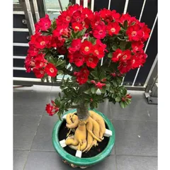 Hạt giống hoa sứ Thái Lan màu đỏ giống sứ sa mạc 5 cánh – Bịch 10 hạt – Mã số 2114 790164