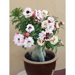 Hạt giống hoa sứ kép Thái Lan 2 màu trắng, vàng - Bịch 10 hạt – Mã số 2004 790165