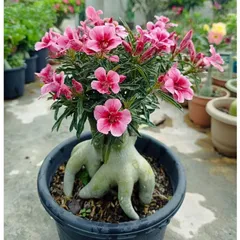 Hạt giống hoa sứ Thái Lan màu hồng phấn – Bịch 10 hạt – Mã số 2113 790179