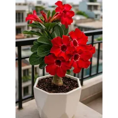 Hạt giống hoa sứ kép Thái Lan - Bịch 10 hạt – Mã số 2036