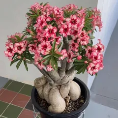 Hạt giống hoa sứ kép Thái Lan - Bịch 10 hạt – Mã số 2047