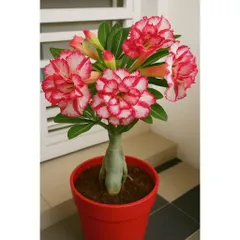 Hạt giống hoa sứ kép Thái Lan siêu cánh to, màu trắng viền cánh hồng đỏ - Bịch 10 hạt – Mã số 1992