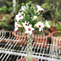 Hạt giống hoa sứ kép Thái Lan thân xoắn - Bịch 10 hạt – Mã số 1801 790240