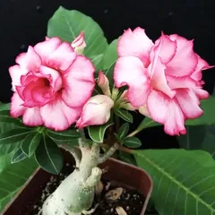 Hạt giống hoa sứ kép Thái Lan nhiều tầng màu hồng phấn - Bịch 10 hạt – Mã số 1762 790259