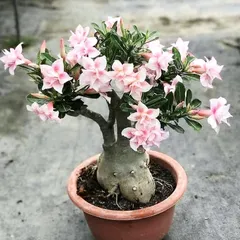 Hạt giống hoa sứ kép Thái Lan 5 cánh hồng phấn - Bịch 10 hạt – Mã số 1805 790277