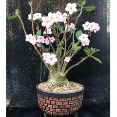 Hạt giống hoa sứ kép 5 cánh màu hồng - Bịch 10 hạt – Mã số 1798 790283