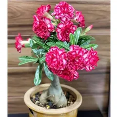 Hạt giống hoa sứ kép Thái Lan màu hồng thiên vương - Bịch 10 hạt – Mã số 1697