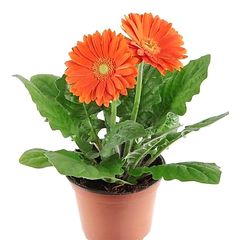 Hạt giống hoa cúc đồng tiền – Bịch 10 hạt – Mã số 1349 - 6