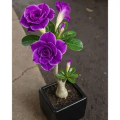 Hạt giống hoa sứ kép Thái Lan giống sứ sa mạc nhiều tầng cánh nhọn màu tím cà - Bịch 10 hạt – Mã số 1622