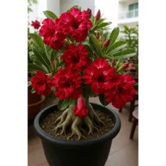 Hạt giống hoa sứ kép Thái Lan màu đỏ nhung sẫm cánh to đế vương - Bịch 10 hạt – Mã số 1629