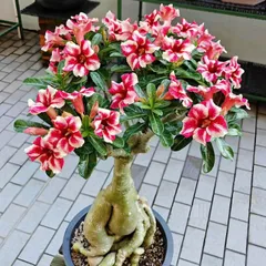 Hạt giống hoa sứ kép Taiwan thiên vương màu đỏ vàng 5 cánh - Bịch 10 hạt – Mã số 1640