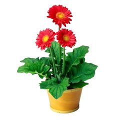 Hạt giống hoa cúc đồng tiền – Bịch 10 hạt – Mã số 1349 - 4