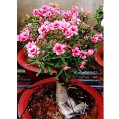 Hạt giống hoa sứ kép Thái Lan mix 2 màu - Bịch 10 hạt – Mã số 1596 790336