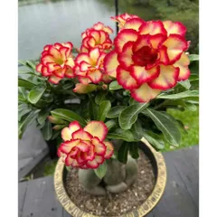 Hạt giống hoa sứ kép Thái Lan Thiên Vương nhiều tầng màu vàng viền đỏ - Bịch 10 hạt – Mã 1996