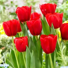 Hạt giống hoa Tulip – Bịch 10 hạt – Mã số 1478 790349