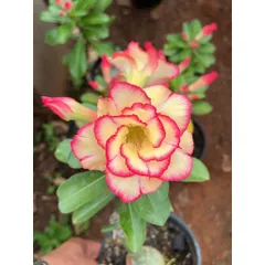 Hạt giống hoa sứ Thái Lan màu vàng nhạt viền hồng cánh sen - Bịch 10 hạt - Mã số 1556