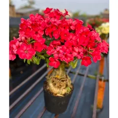 Hạt giống hoa sứ đỏ Taiwan nhiều hoa - Bịch 10 hạt – Mã số 2086 790370