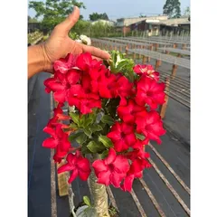 Hạt giống hoa sứ đỏ Taiwan nhiều hoa - Bịch 10 hạt – Mã số 2086 790370