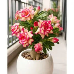 Hạt giống hoa sứ sa mạc màu vàng viền cánh hồng - Bịch 10 hạt - Mã số 2109 790368