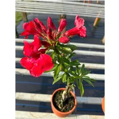 Hạt giống hoa sứ đỏ Taiwan nhiều hoa - Bịch 10 hạt – Mã số 2086 790370