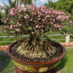 Bịch 10 hạt giống Hoa sứ hồng tiên 5 cánh hồng phấn – Mã 1427