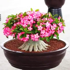 Hạt giống hoa sứ Thái Lan Bonsai cây lùn, mix màu hồng trắng - Bịch 10 hạt – Mã số 1458 790382
